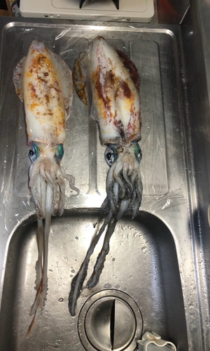 アオリイカの釣果