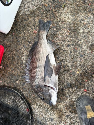 クロダイの釣果