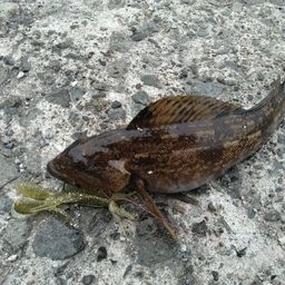 アイナメ
