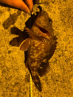 カサゴの釣果