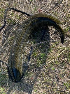 ライギョの釣果