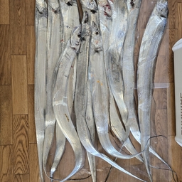 タチウオ