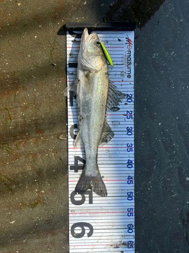 スズキの釣果