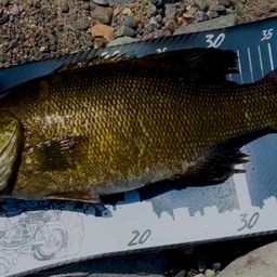 スモールマウスバス