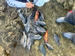 クロの釣果