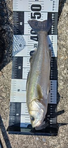 セイゴ（マルスズキ）の釣果