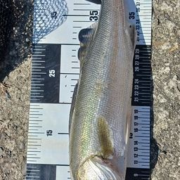 セイゴ（マルスズキ）