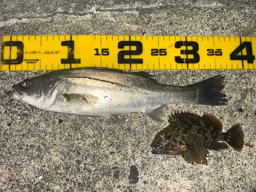 セイゴ（マルスズキ）の釣果