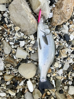 ヒラスズキの釣果