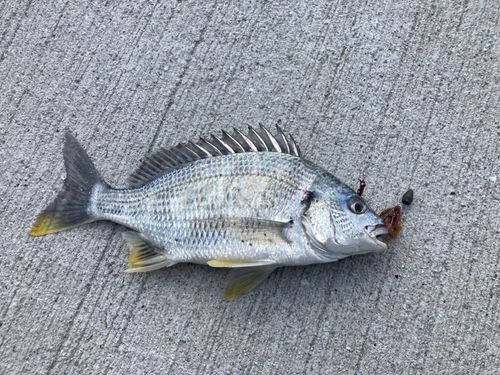 キビレの釣果