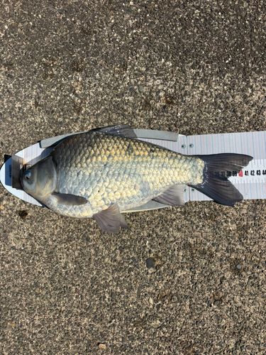 ヘラブナの釣果