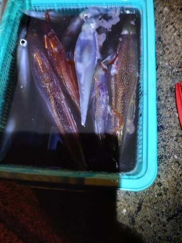 ヤリイカの釣果