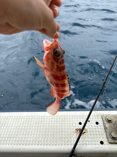 アカハタの釣果