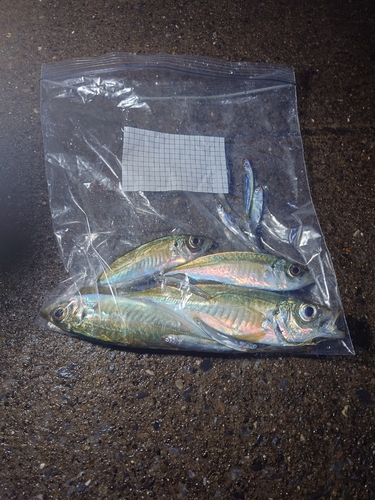 勝浦湾