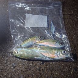 アジ