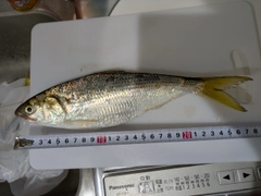 コノシロの釣果