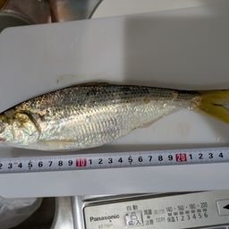 コノシロ