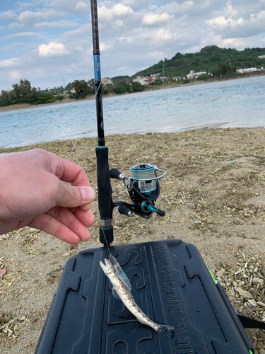 エソの釣果