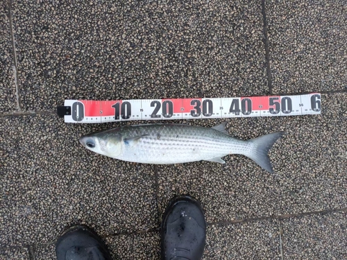 ボラの釣果