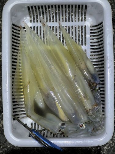 ヤリイカの釣果