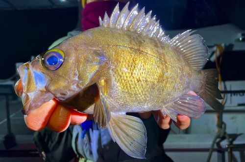 シロメバルの釣果