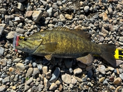 スモールマウスバスの釣果