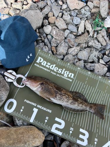 アイナメの釣果