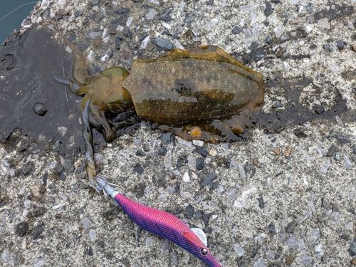 アオリイカの釣果