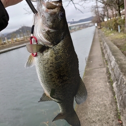 ブラックバス