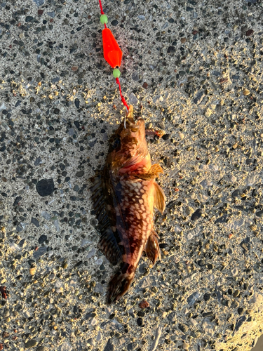カサゴの釣果