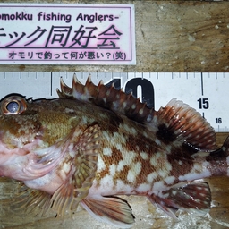 カサゴ