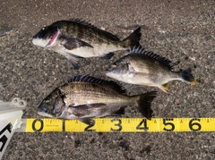 クロダイの釣果