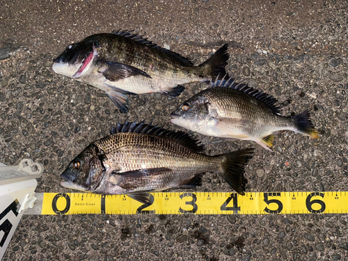 クロダイの釣果