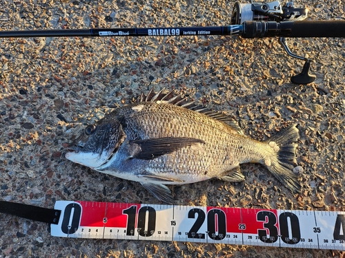 クロダイの釣果