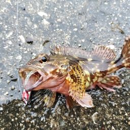 カサゴ