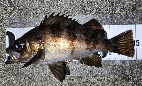 メバルの釣果