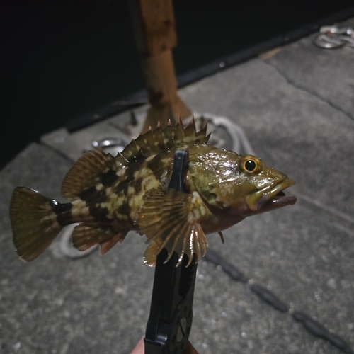 カサゴの釣果