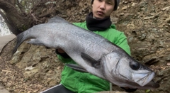 ヒラスズキの釣果