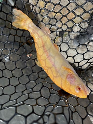 アルビノニジマスの釣果