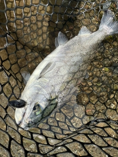 ギンザケの釣果