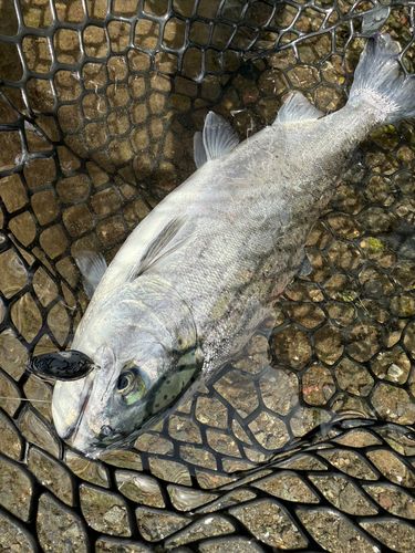 ギンザケの釣果