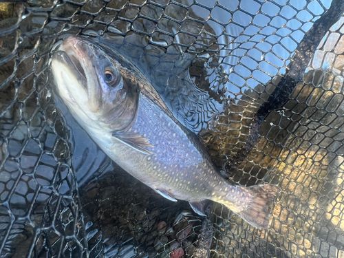 アルビノニジマスの釣果