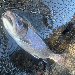 アルビノニジマス