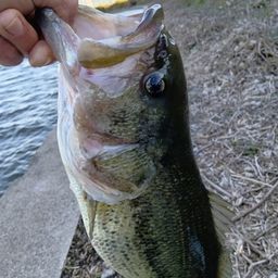 ラージマウスバス