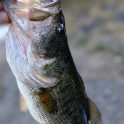 ラージマウスバス