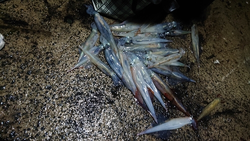 仙崎湾