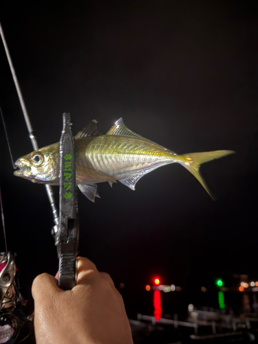 マアジの釣果