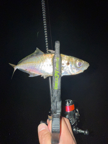 マアジの釣果
