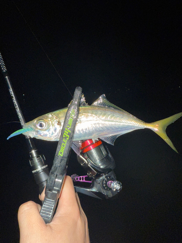 マアジの釣果