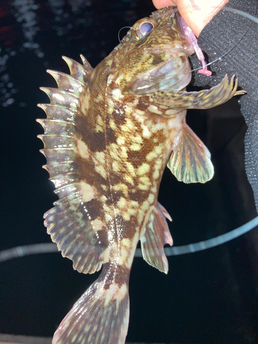カサゴの釣果